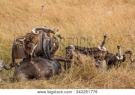 Griffon Vulture (gyps Fulvus) Eating Carrion, Bones And Meat