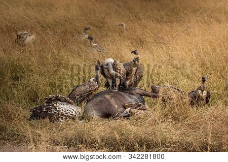 Griffon Vulture (gyps Fulvus) Eating Carrion, Bones And Meat