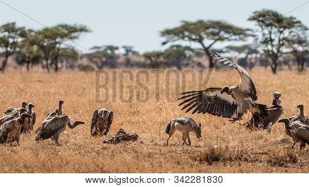 Griffon Vulture (gyps Fulvus) Eating Carrion, Bones And Meat