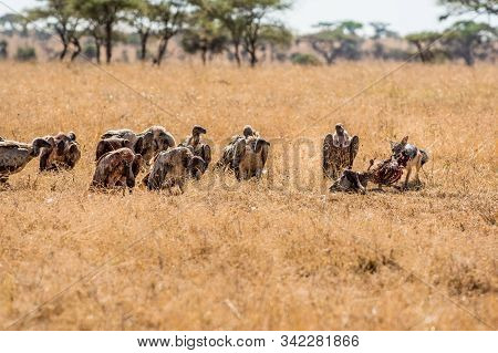Griffon Vulture (gyps Fulvus) Eating Carrion, Bones And Meat
