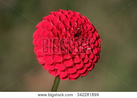 Macro Shot Of A Red  Pompon 