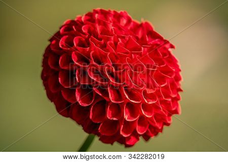 Macro Shot Of A Red  Pompon 