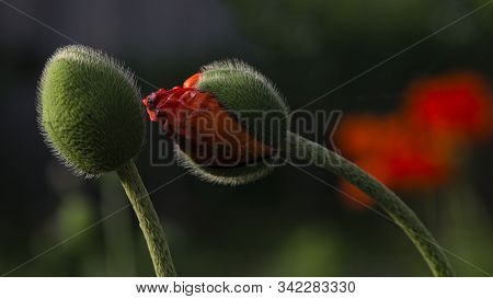 Textured, Close-up Poppy Freshness..a Living Embodiment Of The Fantasy Of Nature.natural And Beautif
