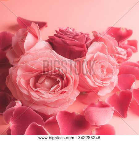 Close-up Photograph Of Pink Rose Buds. Stock Photo For A Card.