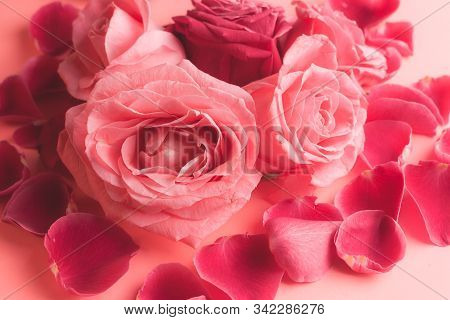 Close-up Photograph Of Pink Rose Buds. Stock Photo For A Card.