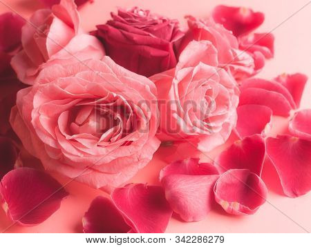 Close-up Photograph Of Pink Rose Buds. Stock Photo For A Card.