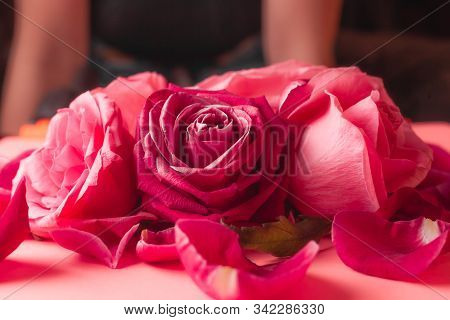 Close-up Photograph Of Pink Rose Buds. Stock Photo For A Card.