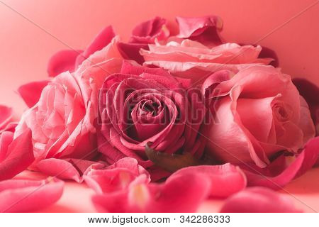 Close-up Photograph Of Pink Rose Buds. Stock Photo For A Card.