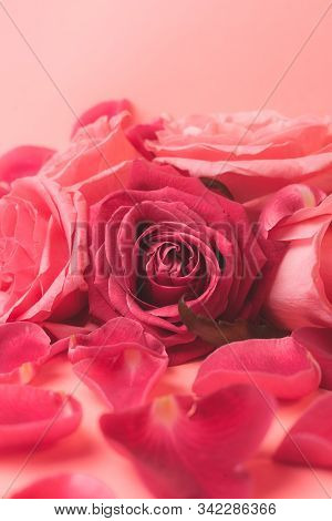 Close-up Photograph Of Pink Rose Buds. Stock Photo For A Card.