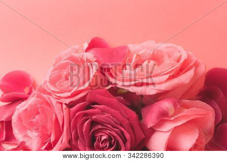 Close-up Photograph Of Pink Rose Buds. Stock Photo For A Card.