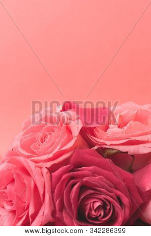 Close-up Photograph Of Pink Rose Buds. Stock Photo For A Card.