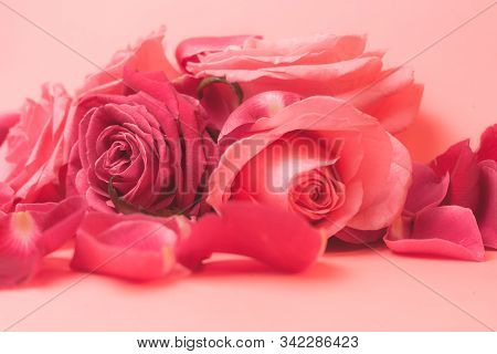 Close-up Photograph Of Pink Rose Buds. Stock Photo For A Card.