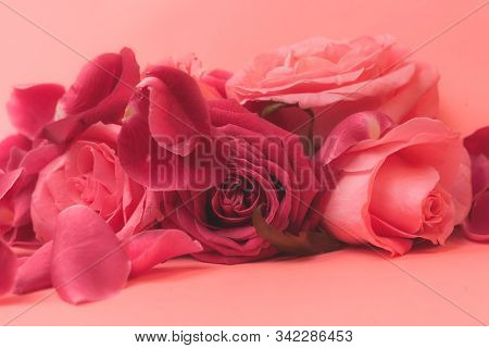 Close-up Photograph Of Pink Rose Buds. Stock Photo For A Card.