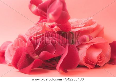 Close-up Photograph Of Pink Rose Buds. Stock Photo For A Card.