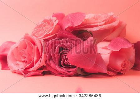 Close-up Photograph Of Pink Rose Buds. Stock Photo For A Card.