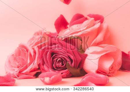 Close-up Photograph Of Pink Rose Buds. Stock Photo For A Card.