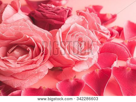 Close-up Photograph Of Pink Rose Buds. Stock Photo For A Card.