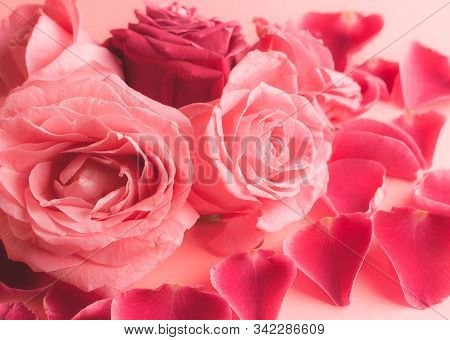 Close-up Photograph Of Pink Rose Buds. Stock Photo For A Card.