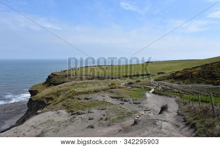 Cow Pasture On Top Of A Sea Cliff Beside A Walkway.