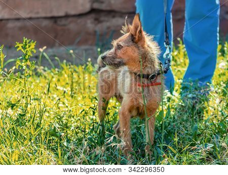 Shaggy Outbred Dog On Lawn On Leash Next To Man In Blue Veterinary Uniform