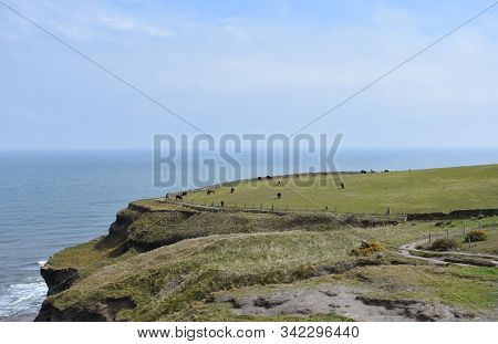 Cows Grazing In A Sea Cliff Pasture In Northern England.