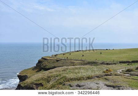 Cows Grazing On The Sea Cliffs In Robin Hood's Bay