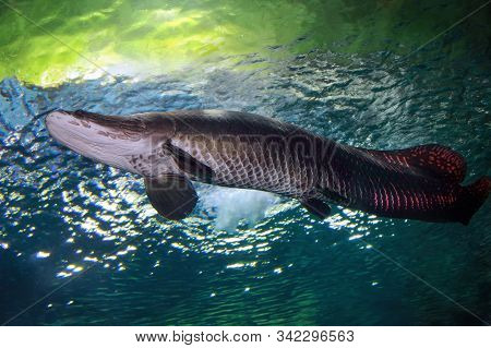 Arapaima (sudis Gigas), Also Known As The Pirarucu. Wildlife Animal.