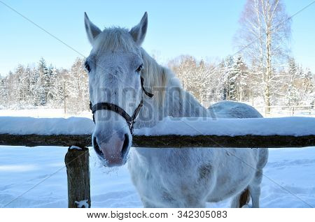 White Horse Behind A Paddock On A Sunny Winter Day