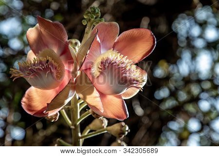 The Amazingly Complex Flower Of The Cannonball Tree Has Tentacle Like Structures Very Much Like A Se