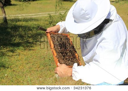 apicultor com colônia de abelhas