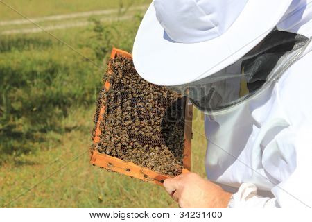 apicultor com colônia de abelhas