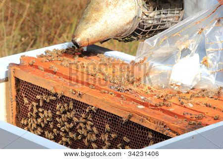 apicultor com colônia de abelhas