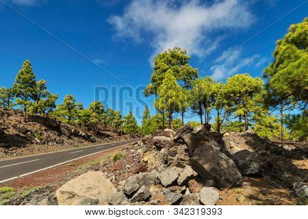 Landscape with road in pine grove, mountains, sea in Teide National Park, Tenerife, Canary Islands, Spain 