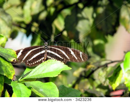 Zebra Longwing motýl