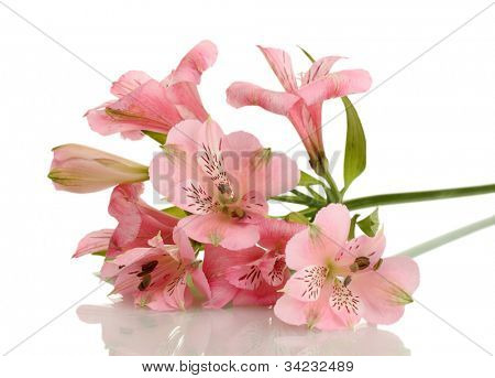 fiori di Alstroemeria rosa isolate on white