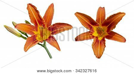 Two Flowers Of Daylily Brown-yellow Ordinary Close-up. Isolate On A White Background. Hemerocallis F