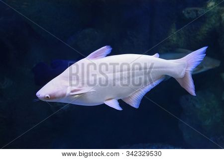 Pangasius Catfish Pangasius Hypophthalmus Albino - Freshwater Fish
