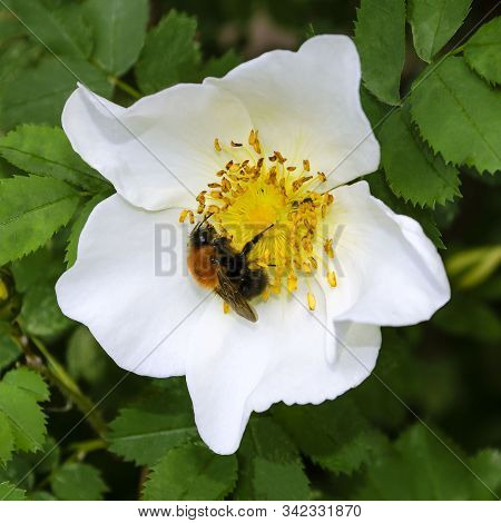 White Rose Hips With A Bee In It. Rosa Spinosissima