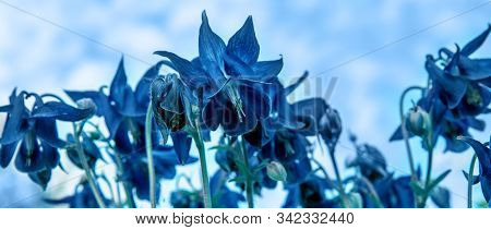 Beautiful Meadow Field With Clssic Blue Flowers Aquilegia. Spring Or Summer Wildflowers Closeup. Hea