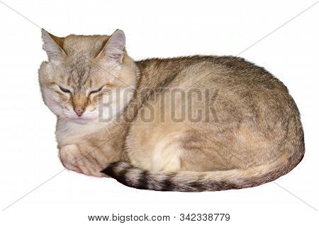 Tabi Point Cat Lies With Eyes Closed Isolate On White Background