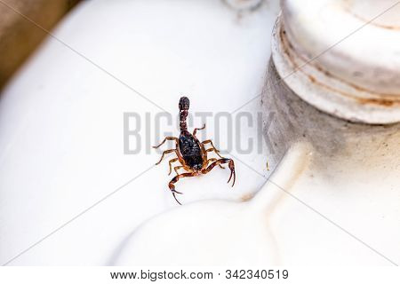 Scorpion Amid Rubble And Trash, Hidden. Poisonous Animals In The Big City. Sting Hazard.