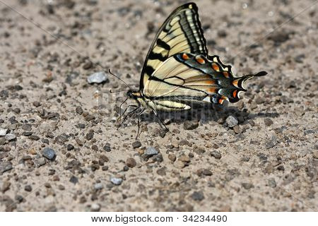 Østlige Tiger Swallowtail Butterfly