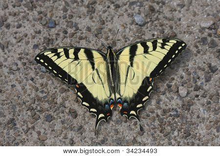 Østlige Tiger Swallowtail Butterfly