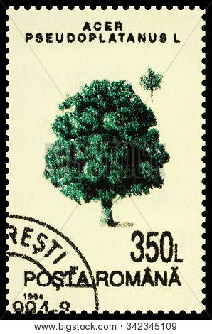 Moscow, Russia - December 30, 2019: Stamp Printed In Romania Shows Tree Sycamore Maple (acer Pseudop