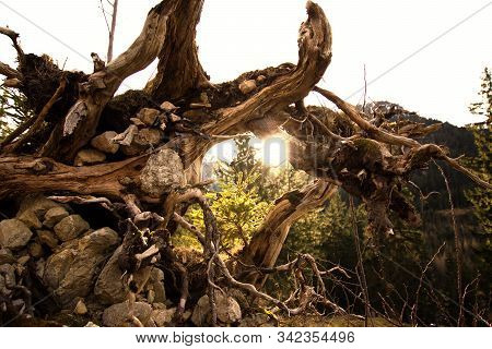 Sunbeams Fall Through A Root Of A Old Tree