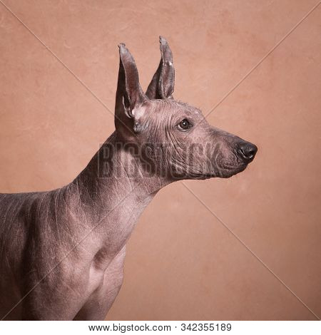 Xolo Dog Breed (xoloitzcuintle, Mexican Hairless) On A Beige Background, Profile Portrait