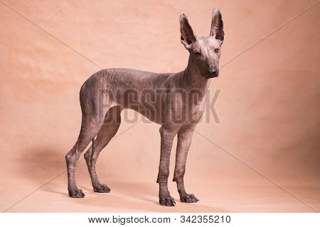 Xolo Dog Breed (xoloitzcuintle, Mexican Hairless) Stands On A Beige Background