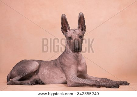 Xolo Breed Dog (xoloitzcuintle, Mexican Hairless) On A Beige Background, Lies And Looks Straight