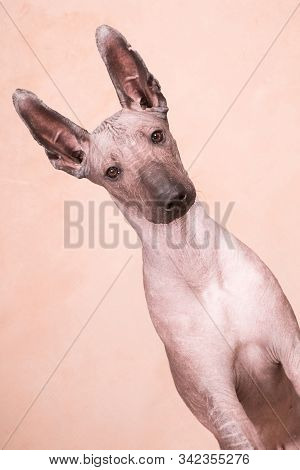Xolo Dog Breed (xoloitzcuintle, Mexican Hairless) On A Beige Background, Portrait Diagonally
