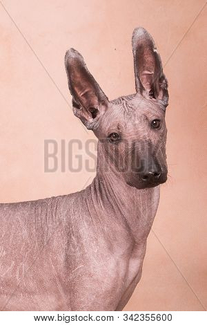 Xolo Dog Breed (xoloitzcuintle, Mexican Hairless) On A Beige Background, Portrait